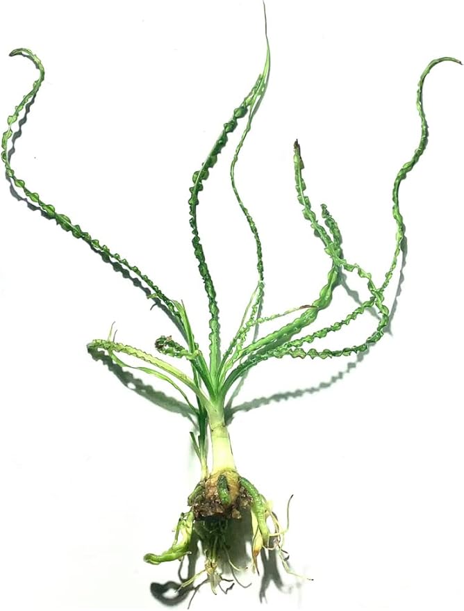 Marcus Fish Tanks Crinum Calamistratum Easy to Grow Hardy Live Aquarium Plant Betta Fish Plants