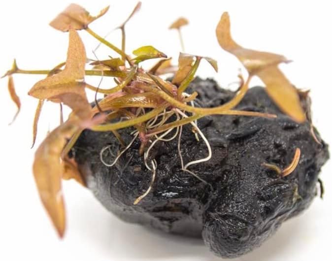 Marcus Fish Tanks - 3X Tiger Lotus Lily Nymphaea Lotus - Live Aquarium Plants - Freshwater Aquatic Plant