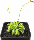 Live Spoon-leaved Sundew Plant. Adult Size, Drosera Spatulata, Carnivorous Plant, 30 Days Guarantee