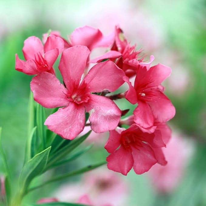 2 Pink Oleander Plants Live, 4-8" Tall Starter Plant, Hardy Flowering Shrub for Outdoor Garden