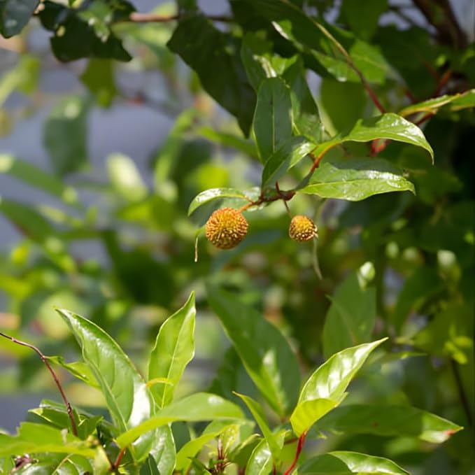 2 Button Bush Live Shrubs in 4 Inch Pot Plant, Native Buttonbush 12-18 Inch Tall, Flowering Shrubs for Rain Gardens, Pond Edges & Outdoor Landscaping