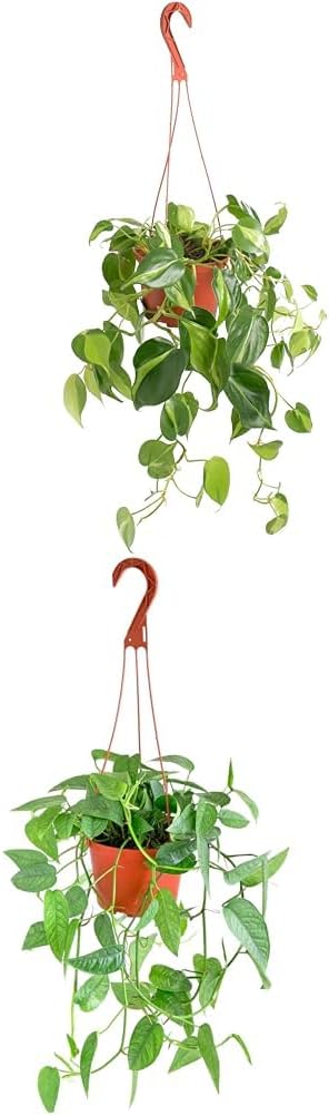 Shop Succulents Brasil Philodenron Heartleaf Trailing 2-4 Feet & Epipremnum Pinnatum Cebu Blue Hanging Plants Bundle - Live Indoor Air Purifying Plants in 6" Nursery Pots