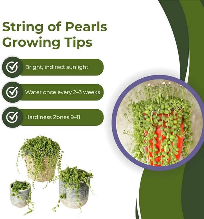 String of Pearls Plant Live, Succulent Trailing Vine, Indoor Houseplant Live in Pot