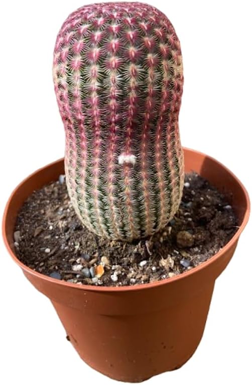 Live Cactus Plants, Fully Rooted Cactus Succulent Plants, Rare Varieties for Gift or Home Decoration (Rainbow Hedgehog Cactus) (6 inch Pot)