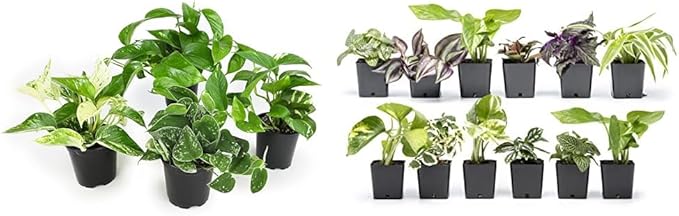 Altman Plants Live Pothos Plants (4PK) and Assorted Indoor Plants (12PK) Bundle