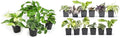 Altman Plants Live Pothos Plants (4PK) and Assorted Indoor Plants (12PK) Bundle