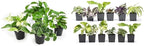Altman Plants Live Pothos Plants (4PK) and Assorted Indoor Plants (12PK) Bundle