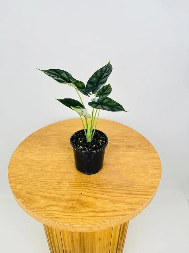Alocasia Dragon Scale (Alocasia baginda) 5-9" Live Plant - Rare Jewel Alocasia with Highly Textured Foliage - Compact Indoor Houseplant - Collectors Favorite