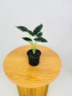 Alocasia Dragon Scale (Alocasia baginda) 5-9" Live Plant - Rare Jewel Alocasia with Highly Textured Foliage - Compact Indoor Houseplant - Collectors Favorite