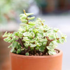Elephant Bush Portulacaria afra - Live Succulent Plant, 2 Inch Plastic Pot, Small Round Green Leaves on Woody Stems, Easy Care Pet Friendly Indoor Outdoor Plant for Bonsai, Home Decor, Plant Gifts