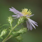 Chalily Water Aster, a Great Live Pond Plant for Your Water Garden. Filters The koi and Goldfish Pond. Good for Bogs, Plant Shelf or Shallow Water This marginal Aquatic is a Real Beauty