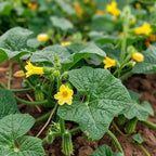 Park Seed Variety of Cucumber Seeds – Mini-Me F1 Organic & Green Light F1 | Easy to Grow, Non-GMO, Crisp & Flavorful Cucumbers for Snacking and Harvesting | Garden Bundle