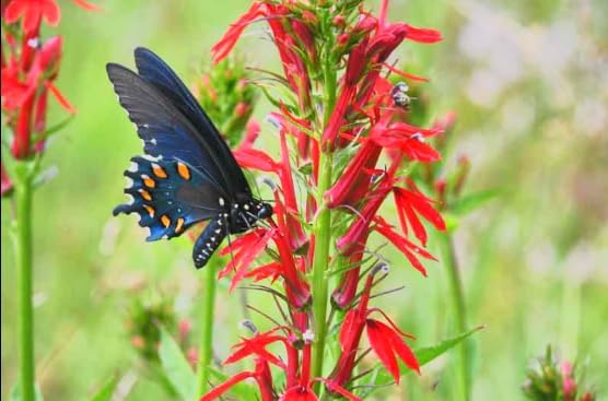 Red Cardinal Flower - Live Plant - Lobelia cardinalis - Vibrant Red Blooms, Attracts Hummingbirds Perennial, 3 Inch Pot, Traditional Medicinal & Garden Herb, Easy to Grow, Hardy Perennial