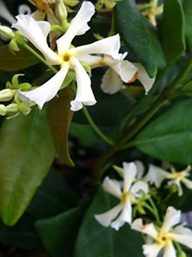 Star Jasmine 'Large Leaf' (2.5 Gallon) Aromatic White Blooming Evergreen Vine - Full Sun Live Outdoor Plant