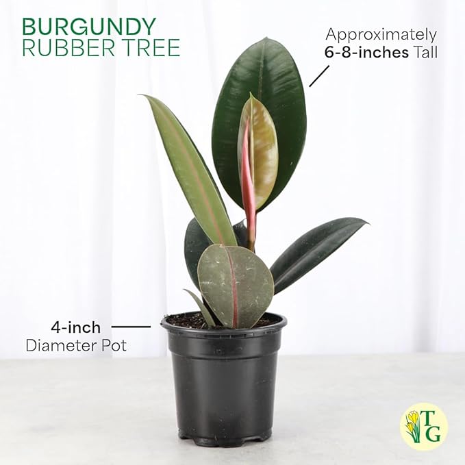 Thorsen's Greenhouse Ficus elastica, Live Indoor Plant, Rare Variety, Natural Air Purifier, Burgundy Rubber Plant, 4-Inch Diameter Pot (Coffee)