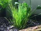 Marcus Fish Tanks - Dwarf Hairgrass Eleocharis Parvula Live Aquarium Plants Carpeting Plant for Aquatic Freshwater Fish Tank BUY2GET1FREE