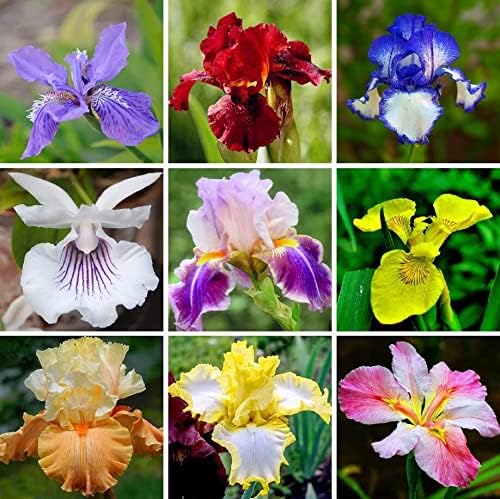 35 Mixed Color Rare Heirloom Iris Seeds - Stunning Colors for Your Garden - Uncommon Varieties