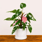 White Princess Philodendron Plant Live Indoor, 5-9" No Pot, Tropical House Plant for Indoor, 5-9" No Pot Home Décor Houseplants