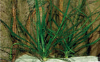 Crinum Calamistratum Live Aquarium Plants Easy Aquatic Plant