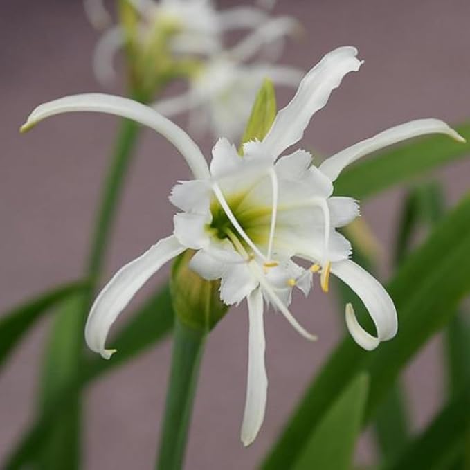 Chalily Spider Lily, a Great Live Pond Plant for Your Water Garden. Filters The koi and Goldfish Pond. Good for Bogs, Plant Shelf or Shallow Water This marginal Aquatic is a Real Beauty
