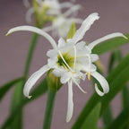 Chalily Spider Lily, a Great Live Pond Plant for Your Water Garden. Filters The koi and Goldfish Pond. Good for Bogs, Plant Shelf or Shallow Water This marginal Aquatic is a Real Beauty