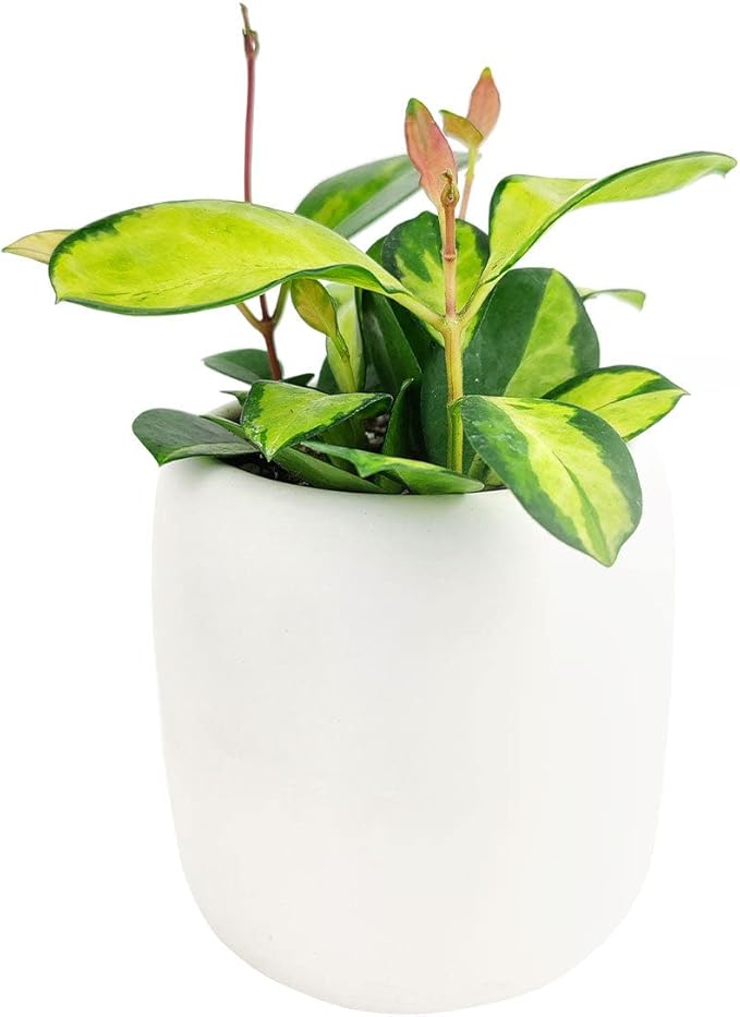 Hoya Australis Lisa (4" Grower Pot) - Low Light and Healthy Houseplant - Easy to Care Indoor Houseplant