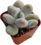 Live Succulent Cactus Plants (Pachyphytum Oviferum Moonstone)