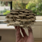 Forest Origins Oyster Mushroom Grow Kit 2-Pack, Pink and Brown Varieties, Harvest in 10 Days, Beginner Friendly, Handmade in California USA, Unique Gift Set