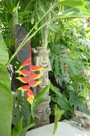 'Hanging Lobster Claw' Heliconia Rostrata Live Plant Bird of Paradise Tropical Plant