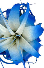 XL Xerographica Colored Air Plant, Live Tillandsia House Plant, Easy Care Indoor Outdoor, Great Gift, Healthy Arrival Guaranteed (Blue)