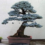 Blue Spruce Seeds for Bonsai (30 Pack) – Grow Colorado Blue Spruce Miniature Evergreen Tree – Picea pungens glauca - Peaceful Bonsai Hobby or Gift
