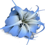 XL Xerographica Colored Air Plant, Live Tillandsia House Plant, Easy Care Indoor Outdoor, Great Gift, Healthy Arrival Guaranteed (Sky Blue)
