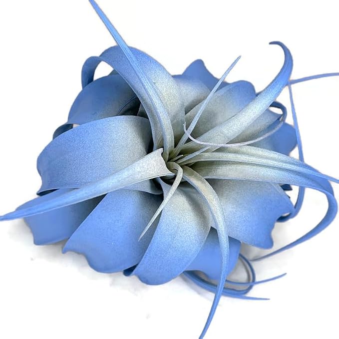 XL Xerographica Colored Air Plant, Live Tillandsia House Plant, Easy Care Indoor Outdoor, Great Gift, Healthy Arrival Guaranteed (Sky Blue)
