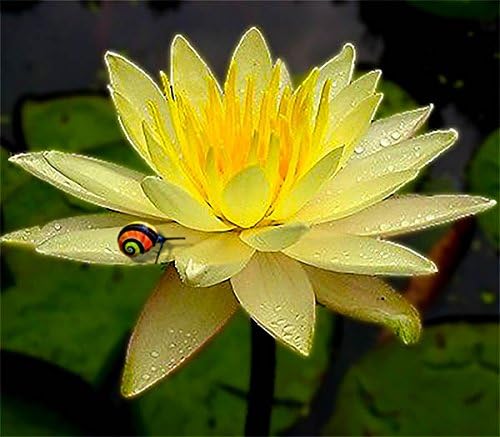 Live Aquatic Plant Nymphaea Charlene Yellow Water Lily Tuber W005 For Aquarium Fresh Water Fish Pond by JaycoBuy 2 GET 1 FREE