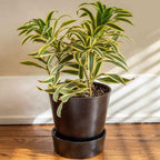 Dracaena Song of India Live Plant for Indoor | Different Houseplants in 4'' & 6'' Pot | Real House Plant for Living Room, Office, Desk & Bathroom | Dracaena reflexa | Dragon Tree