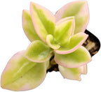 Live Succulent Cactus Plants (2" Pot Aptenia Cordifolia Variegata)