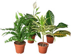 Generic Air Purifying Variety Bundle (4 Pack) in 4"" Pot | Live Plant for Indoor | House Plant Decor for Living Room, Office, Bathroom | 7"" - 12"" Tall