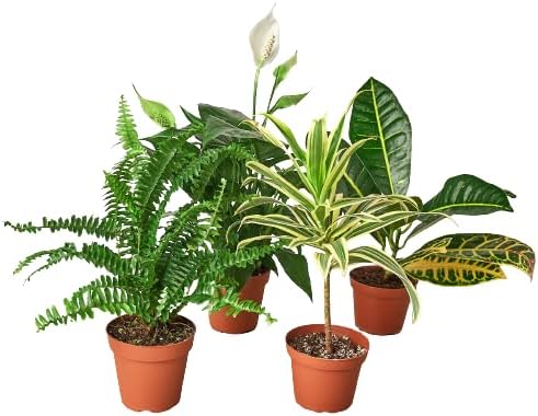 Generic Air Purifying Variety Bundle (4 Pack) in 4"" Pot | Live Plant for Indoor | House Plant Decor for Living Room, Office, Bathroom | 7"" - 12"" Tall