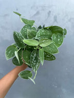 PLANTVERS Silver Pothos in 4" Grow Pot – Scindapsus Pictus – Live Trailing Indoor Houseplant – Easy Care Air Purifying Plant – Low Maintenance Tropical Plant for Home or Office