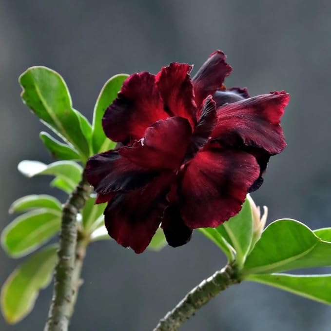 5 Desert Rose Seeds (Adenium Obesum) - Exotic Flowering Succulent Seeds for Indoor and Outdoor Home Garden Potted Plants