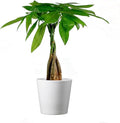 American Plant Exchange Money Tree – 4-Inch Pot with Cover – Live Easy Care Indoor Houseplant, Air-Purifying, Low-Light Bonsai Plant for Home, Office & Garden Decor