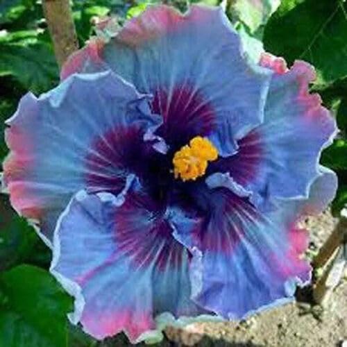 30pcs Mix Colors Giant Hibiscus Seeds - Non-GMO Heirloom Variety - Vibrant Blooms for Your Flourishing Garden