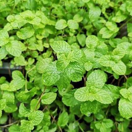 Strawberry Mint Plants Live, Mint Plants for Inside and Home Décor, 3-Inch Potted Fresh Herb for Kitchen Gardens and Indoor Outdoor Growing