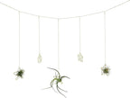 Newwe 5 Stars Kit Hanging Air Plant Holder Wall Gold Airplant Rack with Chains Home Wall Decor Boho Room Decoration Christmas Ornaments