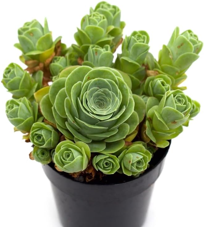 Mountain Rose Succulent Plant | Greenovia Dodrentalis in 2" Pot | Low Maintenance Desk Plant for Modern Interiors