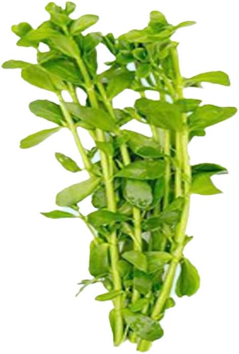 Live Aquarium Moneywort Bacopa (Monnieri) Plants - Long Lasting & Easy to Maintain - Removing Excess Nitrates - Promote High Water Quality - Stunning Appearance - Bunch