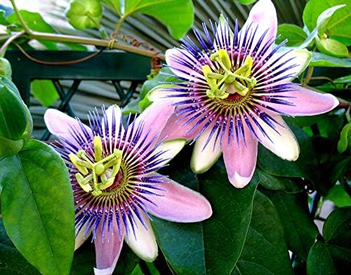 Seeds Passionflower Purple Beautiful Exotic Flower Perennial Outdoor Garden Cut Flowers for Planting Non GMO