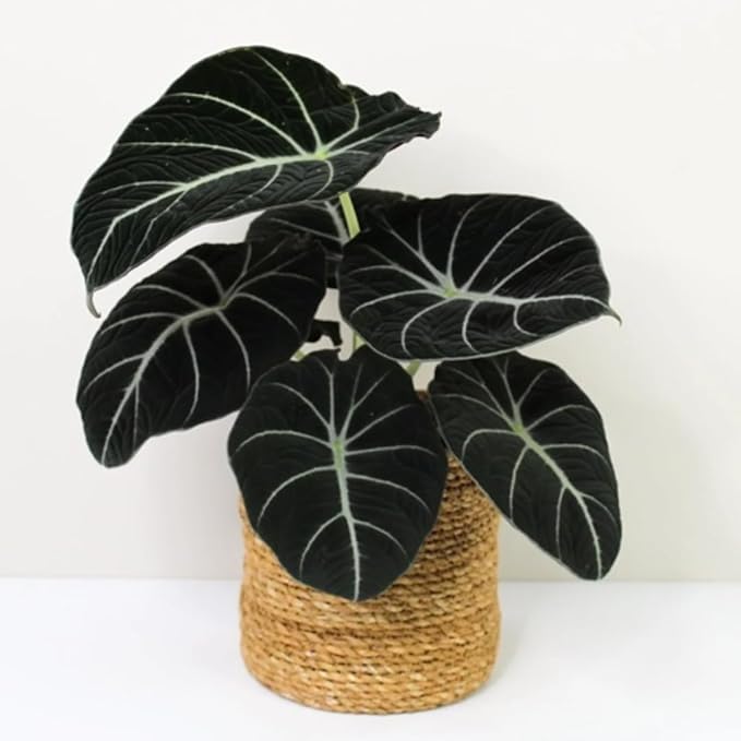2 Black Velvet Alocasia Plants Live Houseplant for Indoor Outdoor Growing, 4 to 8 Inches Tall, Rare and Hardy