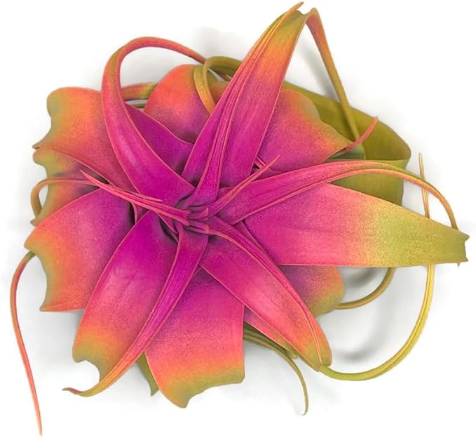 XL Xerographica Colored Air Plant, Live Tillandsia House Plant, Easy Care Indoor Outdoor, Great Gift, Healthy Arrival Guaranteed (Rainbow #3)