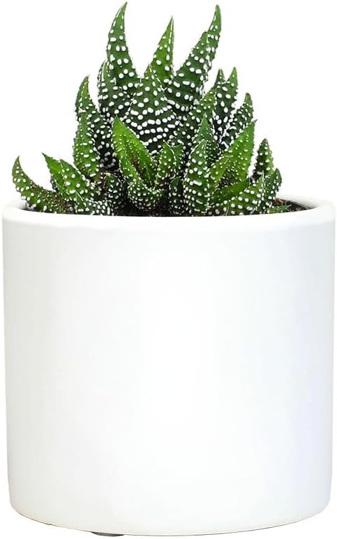 Plants for Pets Haworthia Zebra Plant Succulent in 2.5 Inch White Succulent Pot, Pet Friendly Houseplant, Live Plant Gift, Dog & Cat Safe Plants, Low Light Mini Succulents for Home Decor